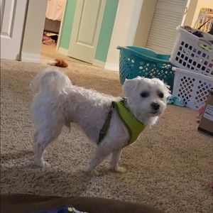 Meet your Posher, Steele